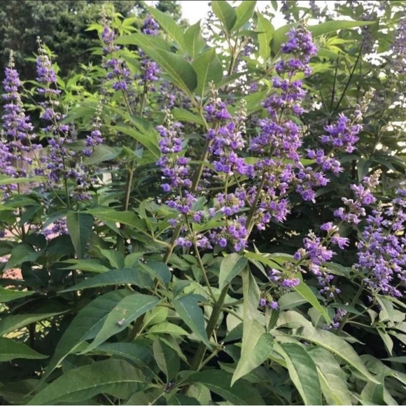 Butterfly & Pollinators Love chaste Trees - Chaste Tree (Vitex
Bag of 100 seeds - Picture 3 of 3